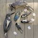 Image for article titled Glass architecture is killing millions of migratory birds